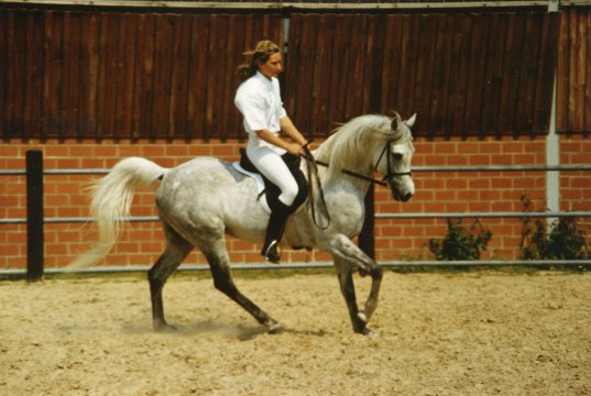0019 Masoud (ridden by C. Tauschke)