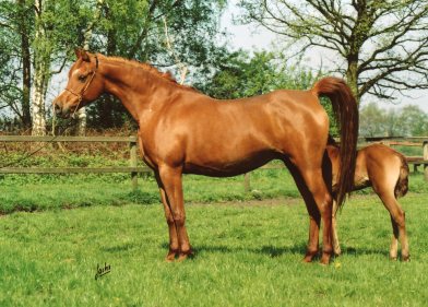 0052 El Thay Mansoura (full body)